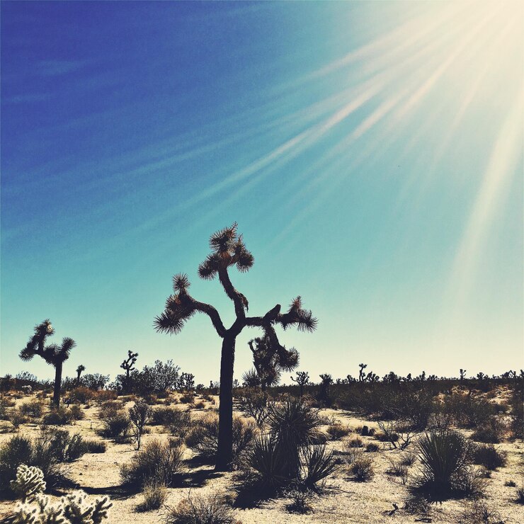 stacy yovish phoenix arizona